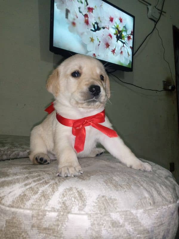 british labrador pup 03207562262 0