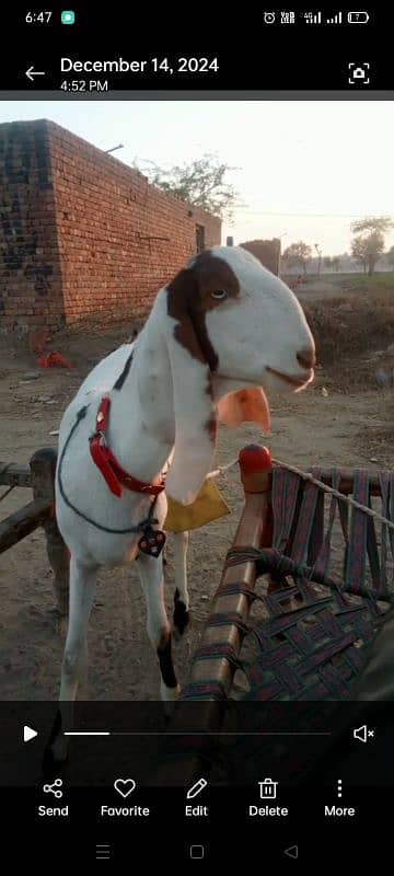 Desi bakri 0