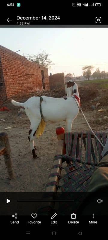 Desi bakri 1