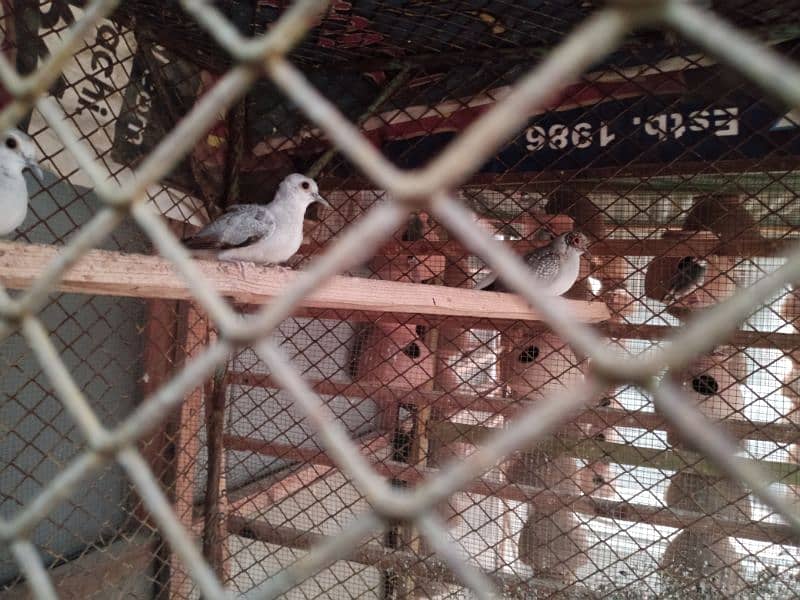 dove pairs 0