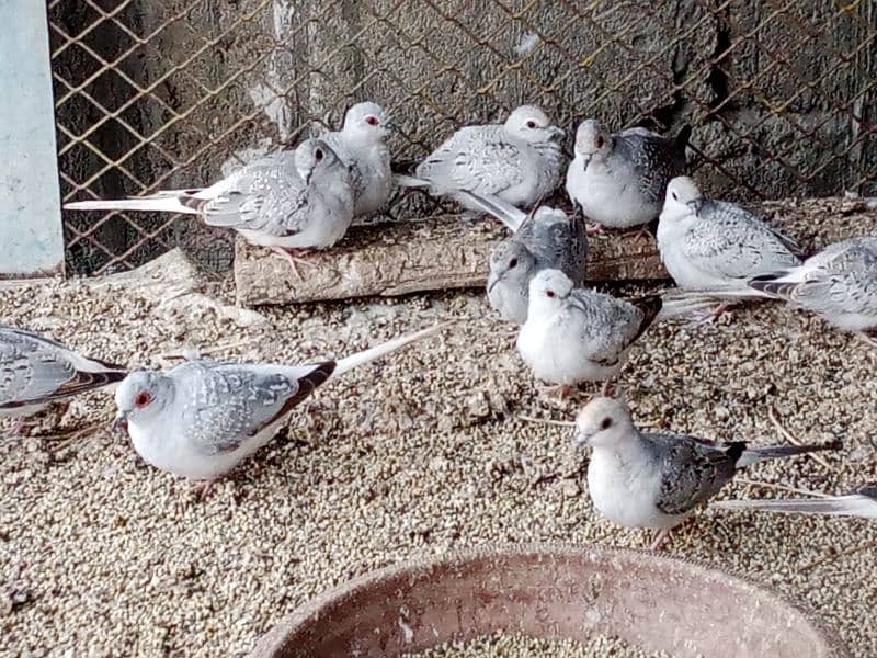 dove pairs 5