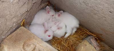 rabbit babies for sell