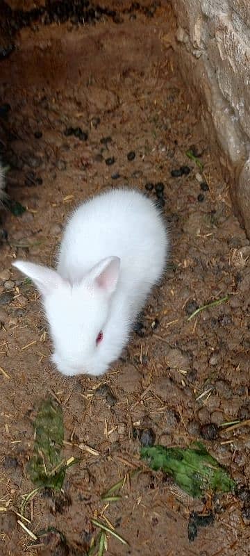 rabbit babies for sell 1