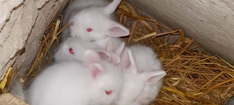 rabbit babies for sell 2