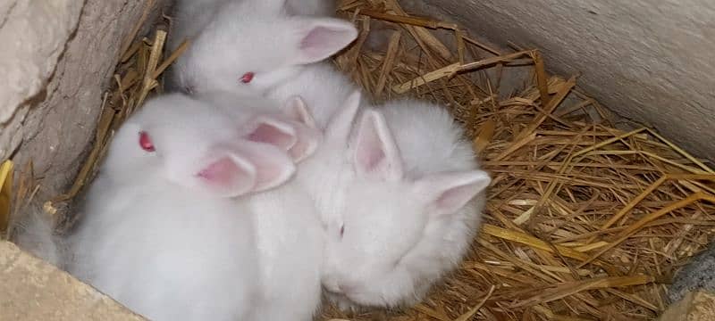 rabbit babies for sell 3