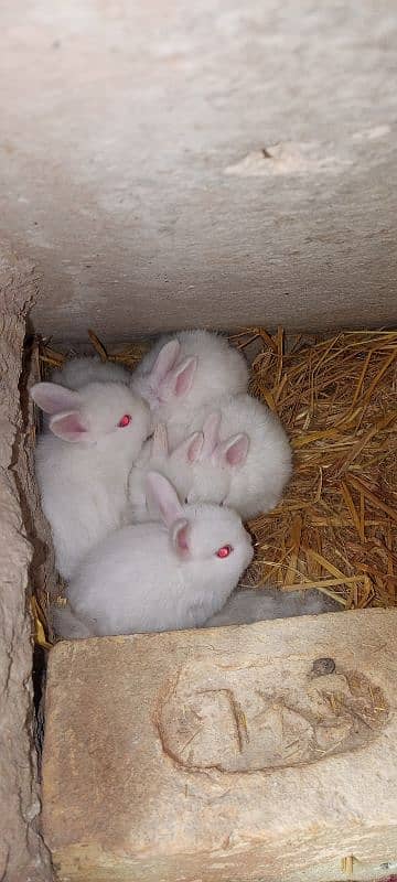 rabbit babies for sell 4