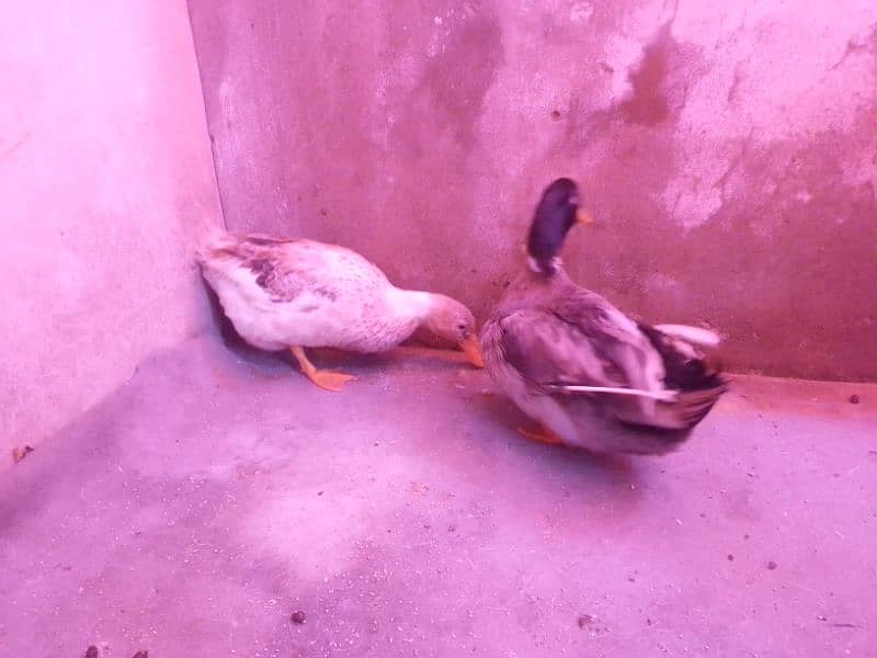 sale in Ducks pair 0