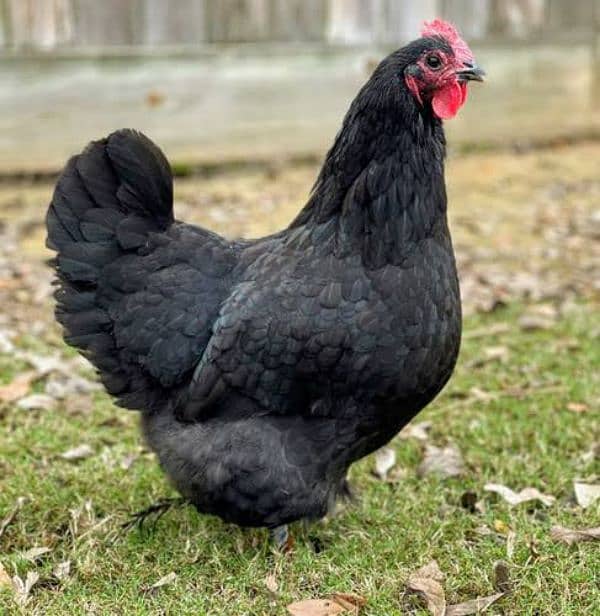 7Australorp Hens + 1 Murgha 0