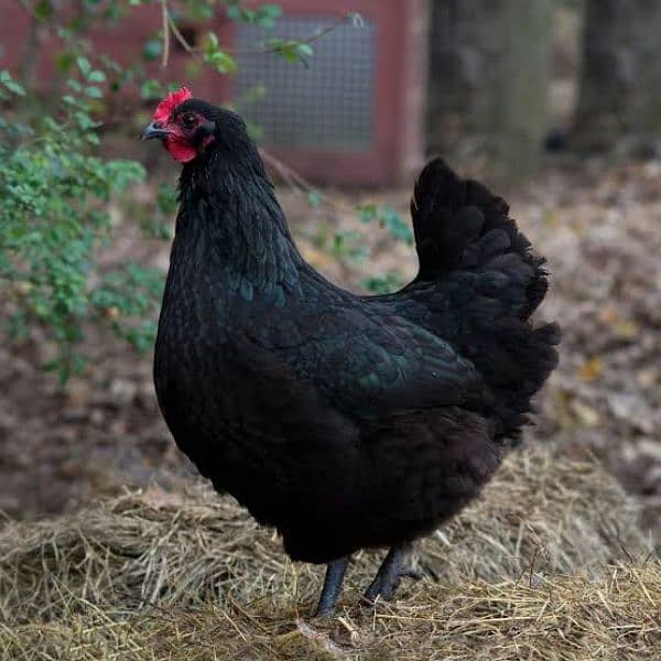 7Australorp Hens + 1 Murgha 2