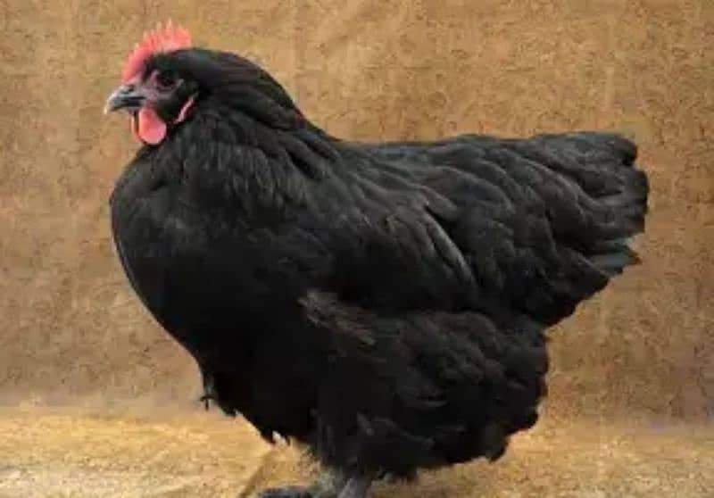 7Australorp Hens + 1 Murgha 3