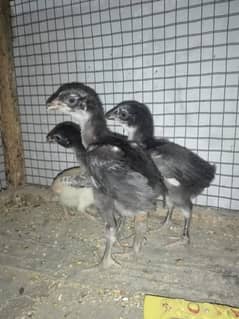 Lakha Sindhi Lakha Aseel ka chicks for sale ha