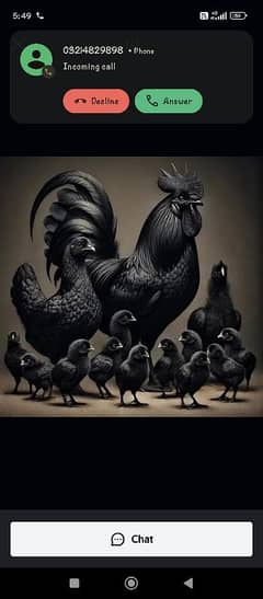 ayam cemani grey tounge chick available for sale in Lahore