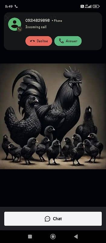 ayam cemani grey tounge chick available for sale in Lahore 0