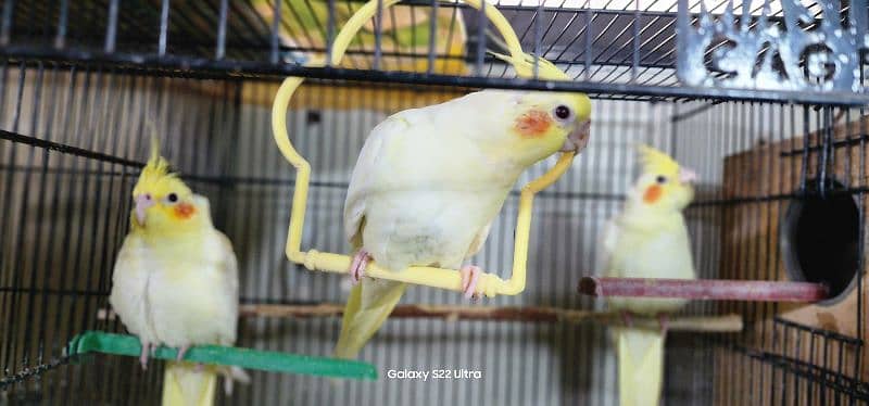 Cockatiel cream pair for sale 1