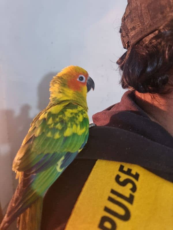 supertame/flytame sun conures! 1