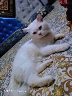 Persian cat for urgent sale my WhatsApp 03427588638 My Whatsapp