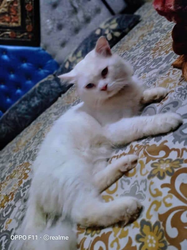 Persian cat for urgent sale my WhatsApp 03427588638 My Whatsapp 0