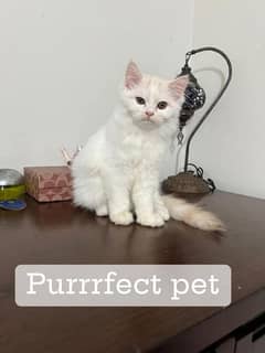 persian cat vacation okay My Whatsapp 03427588638 My Whatsapp