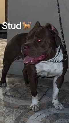 American pitbull male for stud (cross)