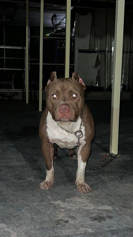 American pitbull male for stud (cross) 1