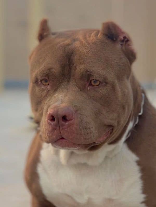 American pitbull male for stud (cross) 3