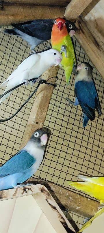 Ready Pair 3 /1 piece female /pied blue/violet Blue/Latino/albino/Gray 1