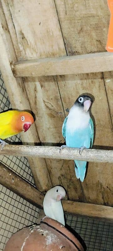 Ready Pair 3 /1 piece female /pied blue/violet Blue/Latino/albino/Gray 3