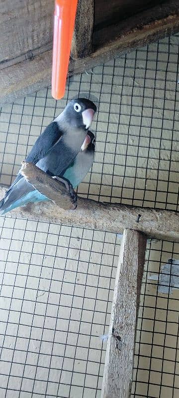 Ready Pair 3 /1 piece female /pied blue/violet Blue/Latino/albino/Gray 8