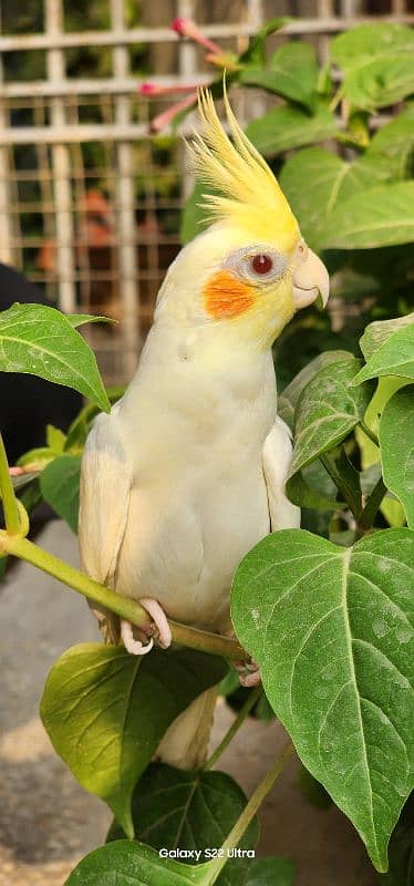 cream Cockatiel handtame for sale 0