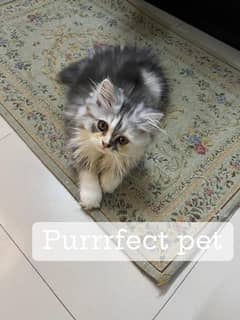 persian cat for urgent sale 0342=7588638 My Whatsapp