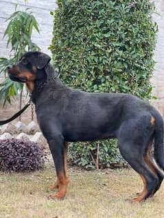 Rottweiler