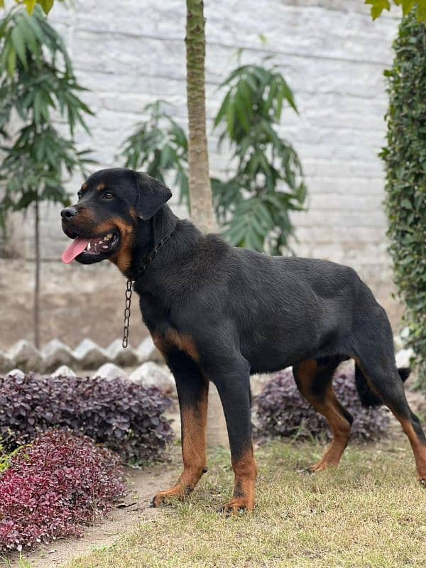 Rottweiler Puppy 1