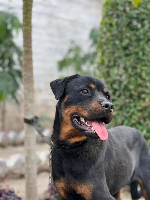 Rottweiler Puppy 2