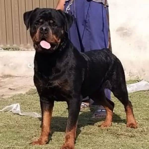 Rottweiler Puppy 3