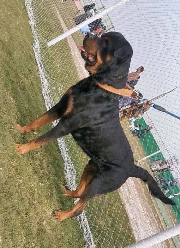 Rottweiler Puppy 4