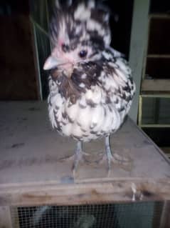 Silver laced Polish Hen Available