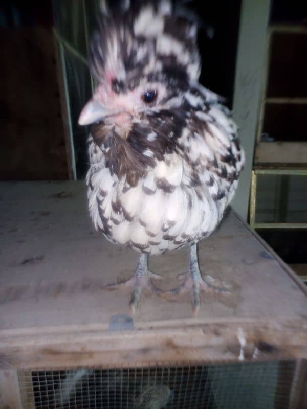 Silver laced Polish Hen Available 0