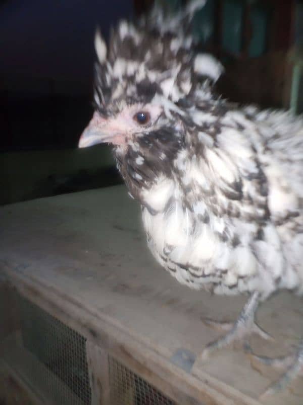 Silver laced Polish Hen Available 1