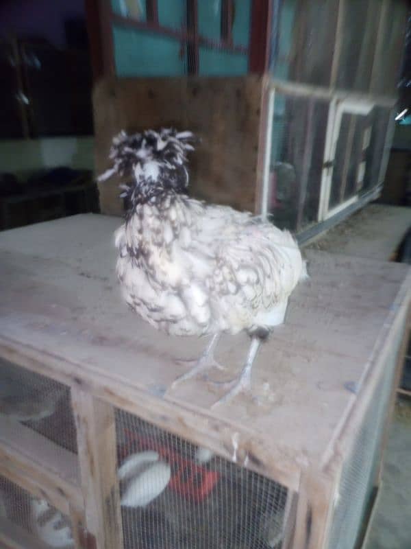 Silver laced Polish Hen Available 2