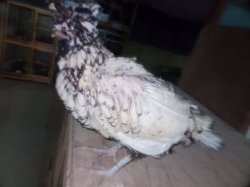 Silver laced Polish Hen Available 3