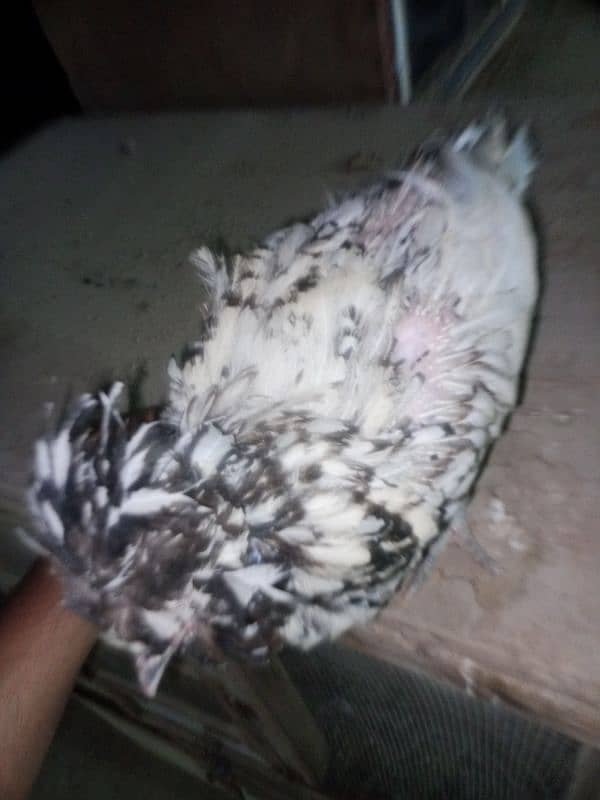 Silver laced Polish Hen Available 4