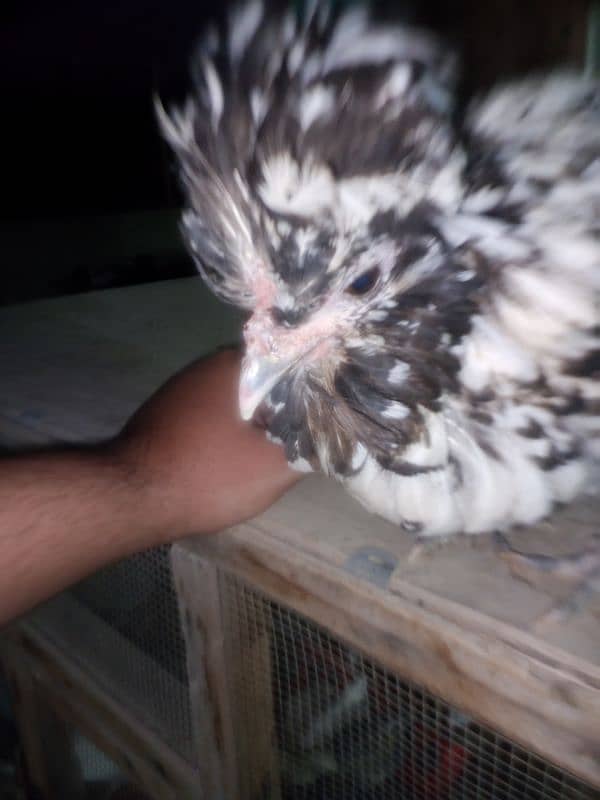 Silver laced Polish Hen Available 5