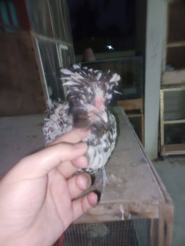 Silver laced Polish Hen Available 6