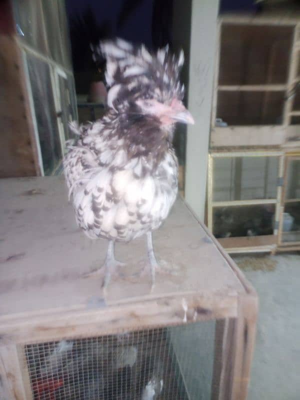 Silver laced Polish Hen Available 7