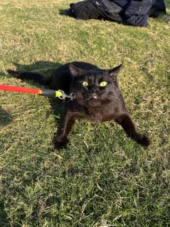 Half Persian black male kitten