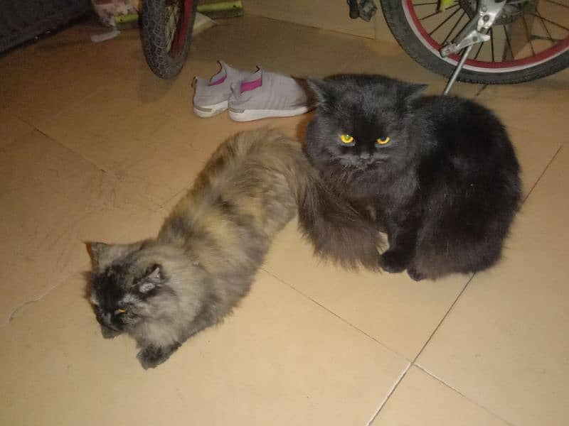 Persian cat pairs for sale 2