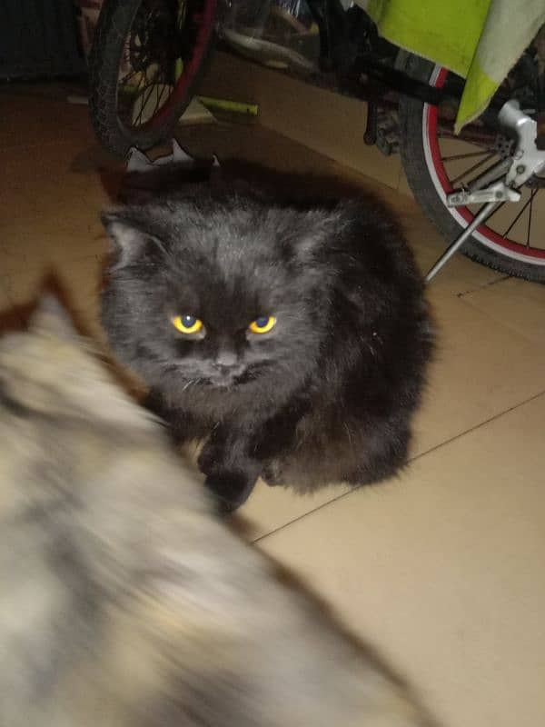 Persian cat pairs for sale 3