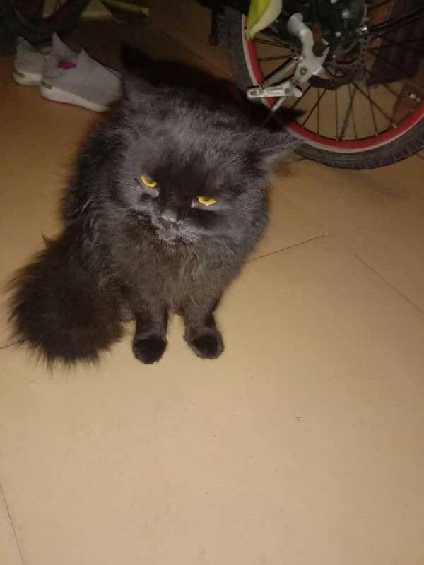 Persian cat pairs for sale 4