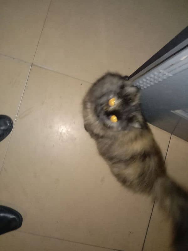 Persian cat pairs for sale 5