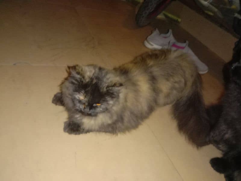 Persian cat pairs for sale 7